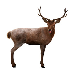 Naklejka na ściany i meble 3D Rendering Male Deer on White