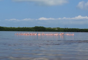 flamingi na wyspie