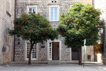 Fototapeta na wymiar Orange tree, Dubrovnik Croatia