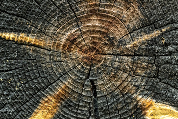Fototapeta premium Stump of old tree felled section of the trunk with annual rings Slice wood texture