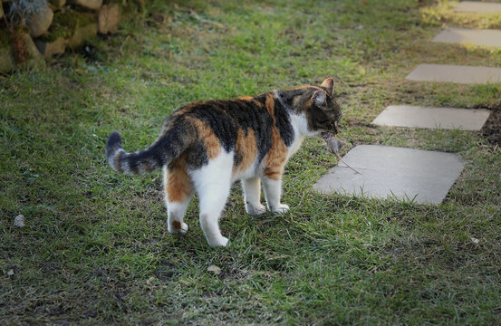 Domesticated cat caught small mouse and now She takes it off to safe place. Predator has successful hunt. Kitten holds in her mouth grey mouse. Breakfest for feline. Rodent is death