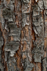 texture of the pine tree bark Background macro