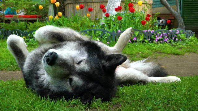 Grey fluffy husky dog basking on the green grass