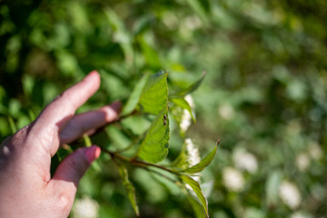 Obraz premium white flower in hand