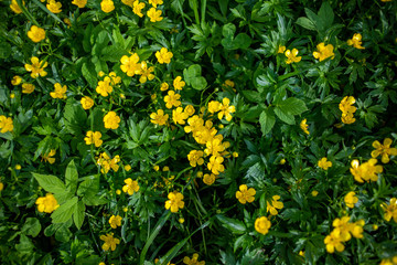 field of yellow flowers