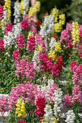 Colorful flower of Snapdragon, Antirrhinum majus