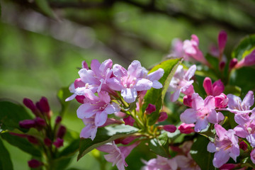 pink flower