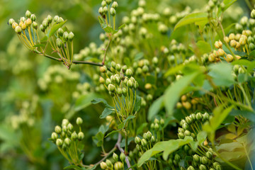 Flower bud of Banksia rose, Rosa banksiae