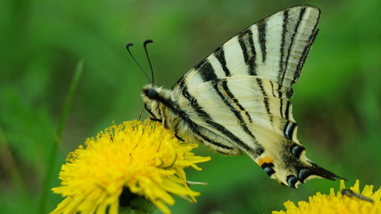 butterfly on flower