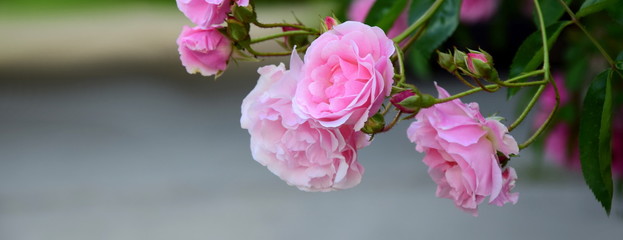 Rosen in Rosa - Ramblerrosen im Bauerngarten