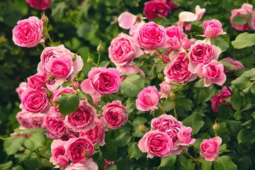 Fotobehang Bush van roze rozen, zomer bloemen achtergrond © e_polischuk