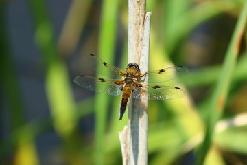 Plattbauch Segellibelle