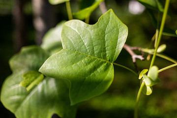green leaves of a tree
