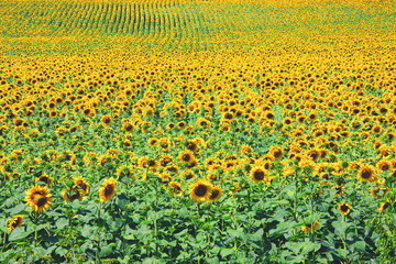 Field of sunflowers, summertime outdoor agricultural background