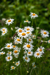 Daisies At the Edge of a Forest