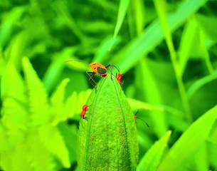 insect An adult male tiny orange Mexican bean lady beetle, lady bug, lady bird (Arthropoda: Insecta: Coleoptera: Coccinellidae: Epilachninae: Epilachna varivestis) on a green leaf macro
