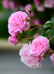 Rosen - Ramblerrosen - Kletterrosen