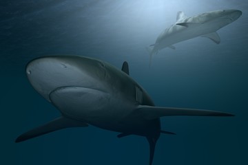 Obraz na płótnie Canvas 3d rendered of Illustration two great white sharks.