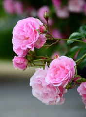 Fototapeta premium Ramblerrosen in der Farbe rosa
