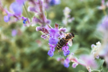 Bee on meadowflower, close-up. Selective focus