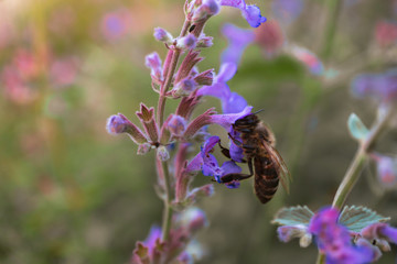 Bee on meadowflower in sunset light, close-up. Selective focus