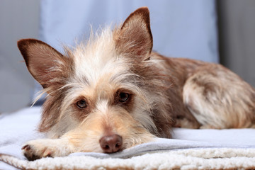 portrait of a cute fluffy dog