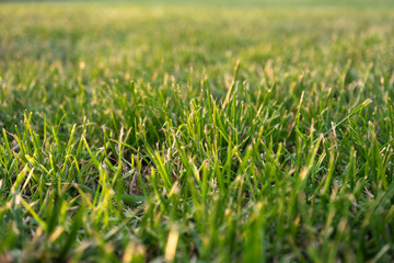 Fototapeta premium Lawn grass in the city park close-up background with selective focus