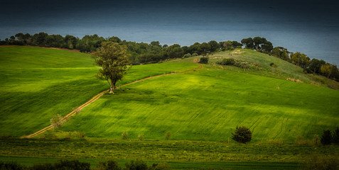 Obraz premium lonely tree