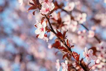 Cherry tree flowers blossoming at field