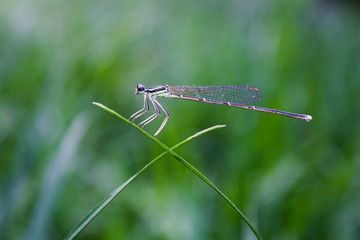 slim dragonfly marco