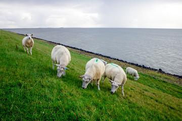 Obraz premium white sheeps on grassland near sea