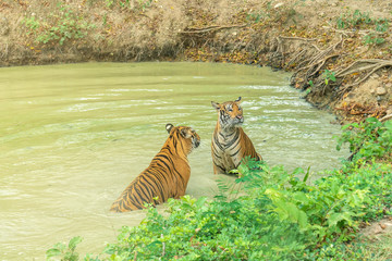 Couple of tiger having a refreshing bath.