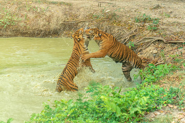 Fototapeta na wymiar Tiger fight in pond.