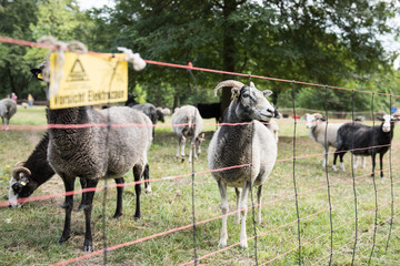 sheeps insides wire fences