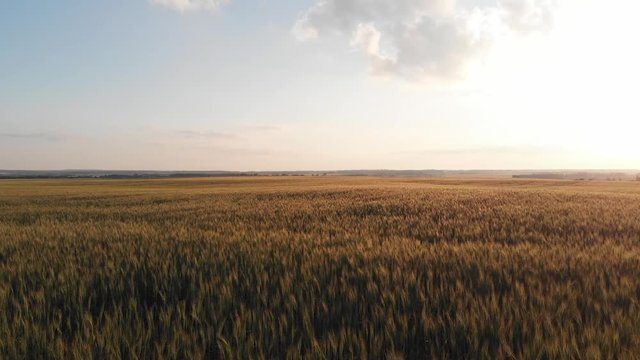 Drone flies above field of wheat