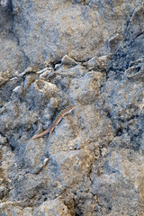 Lucertola sulle rocce