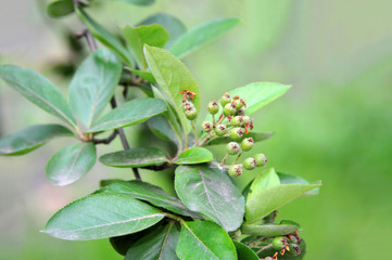 Green berries of Black ashberry (Aronia melanocarpa)