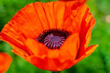Close up of beautiful red blooming poppies in a field.