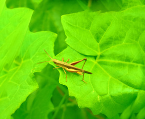 insect yellow grasshoper on green leaf