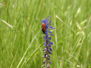 caterpillar on a leaf