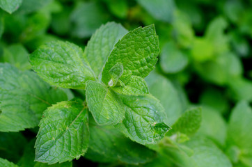 Fresh green peppermint grows in the garden. Peppermint leaves under dew drops.