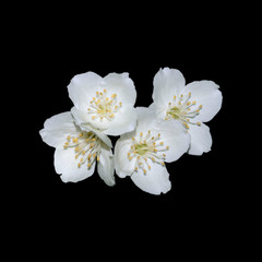 blossoming jasmine flowers on a black background