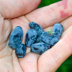 Ripe berries of honeysuckle on hand