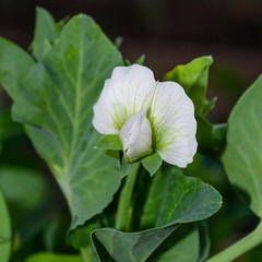 Photo flowering of sweet pea closeup outdoors