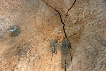 Old wood texture background surface natural pattern of cut tree