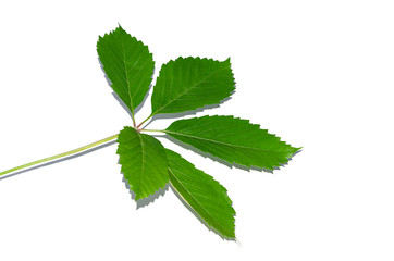 Fresh green leaf isolated on white background