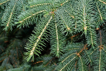 Background from green Fir tree branch. Fluffy young branch Fir tree with raindrops, close up