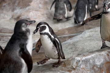 group of penguins 