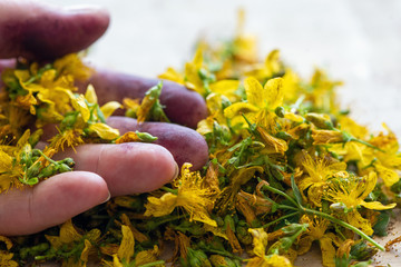 Violett verfärbte Finger von der Johanniskrautverarbeitung