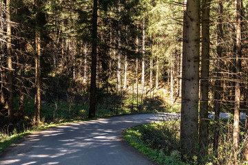 Asphaltstraße durch einen Wald